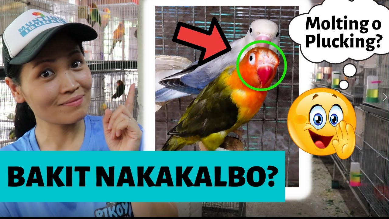 TIPS SA MOLTING! BAKIT NAKAKALBO ANG IBON? MGA DAPAT MALAMAN SA LOVEBIRD MOLTING