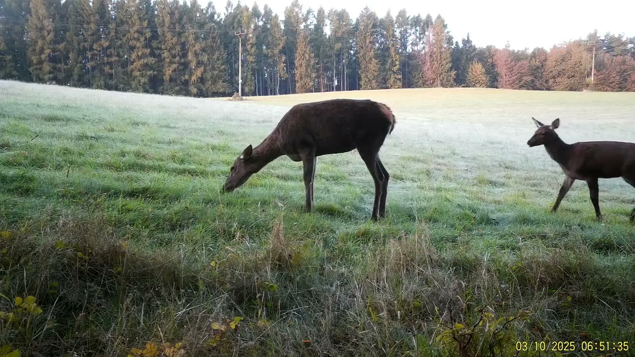 Jelenia ruja 2025 - Zábery z fotopasce