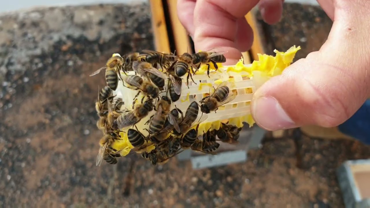 DUDAS SOBRE INTRODUCCIÓN DE ABEJAS REINAS.