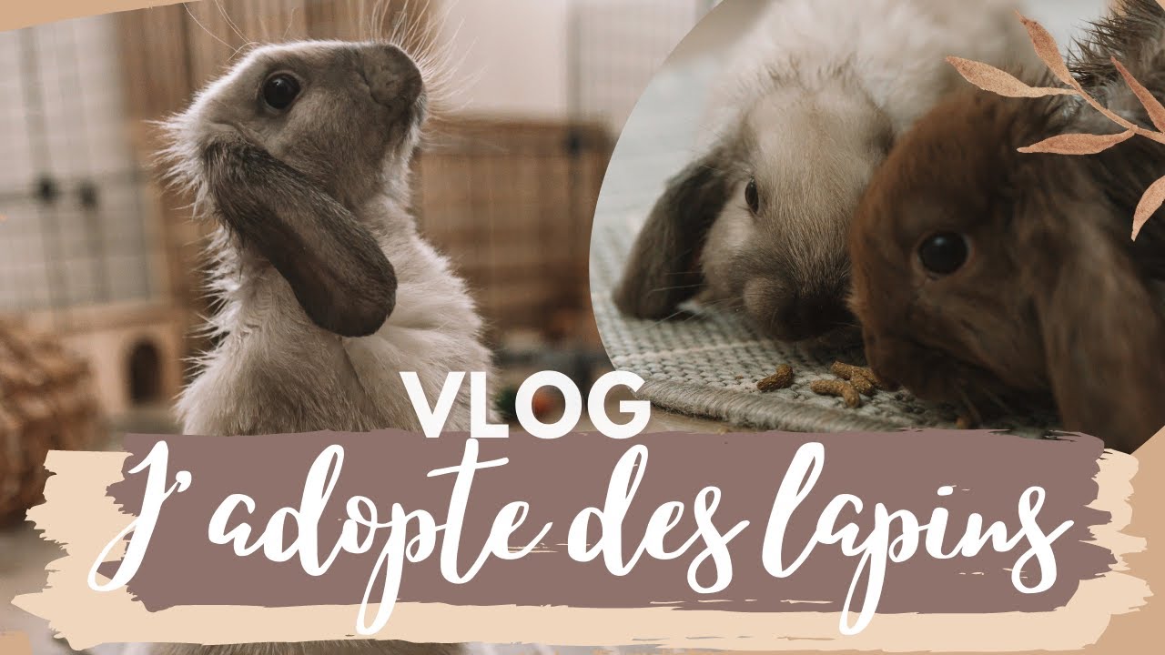 VLOG ⇾ J'adopte des lapins en animalerie (C'est une CATA)