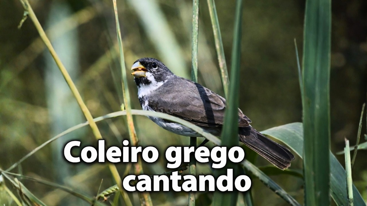 COLEIRO CANTO GREGO CANTANDO PARA ESQUENTAR SEUS COLEIROS COM SOM DA FÊMEA !