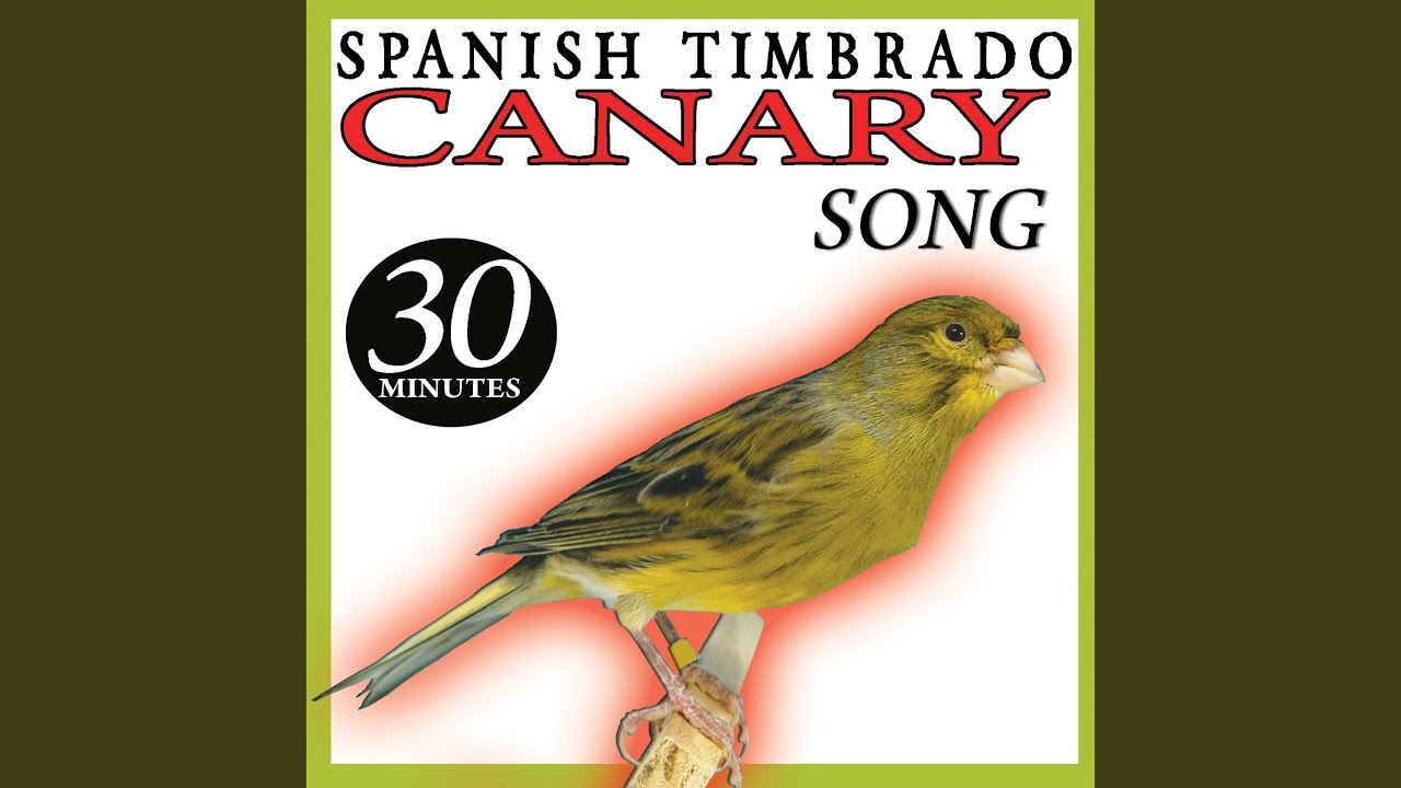 Spanish Timbrado Canary Song (I) Birds Sounds