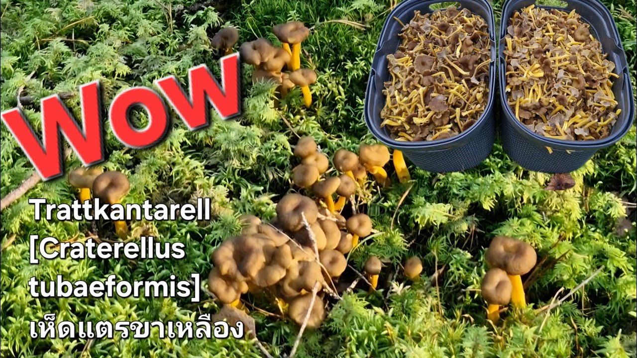 25/9/2025 เก็บไม่ถึงชั่วโมงเต็มตะกร้า สุดยอดมาก ดงเห็ดทรัทสวยมาก ตัดเอาๆเพลินสุดๆ