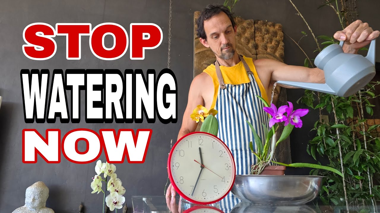 How Often Should You Water Your Orchids? A Simple Guide