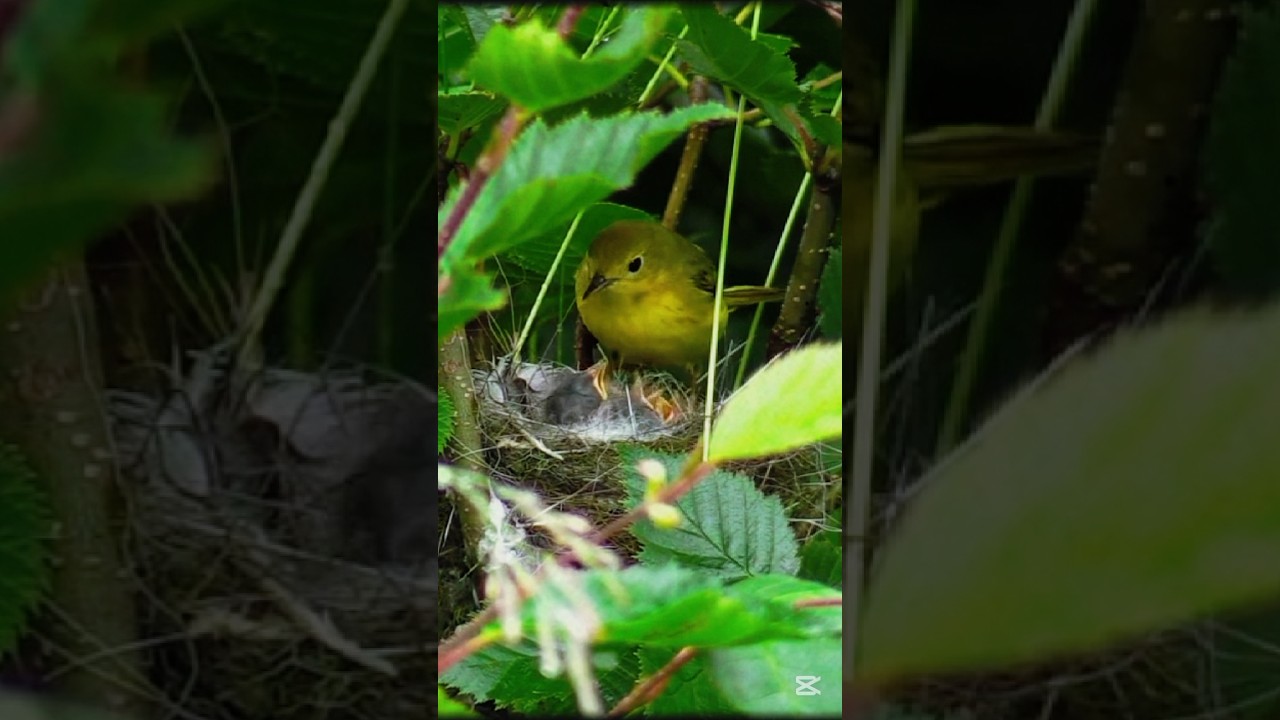 Yellow warbler birds..... #shorts #youtubeshorts #birds