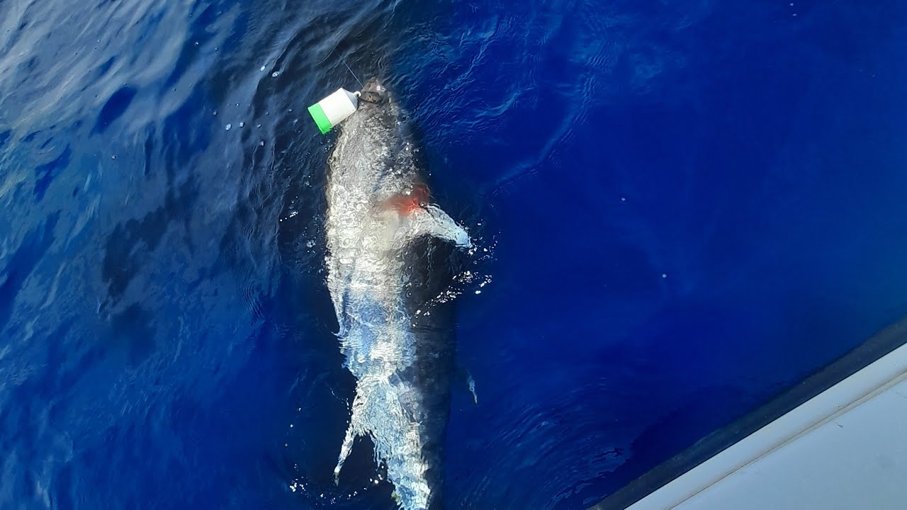 Pesca al tonno :partenza in diretta dalle mani 🙈🤣🤣