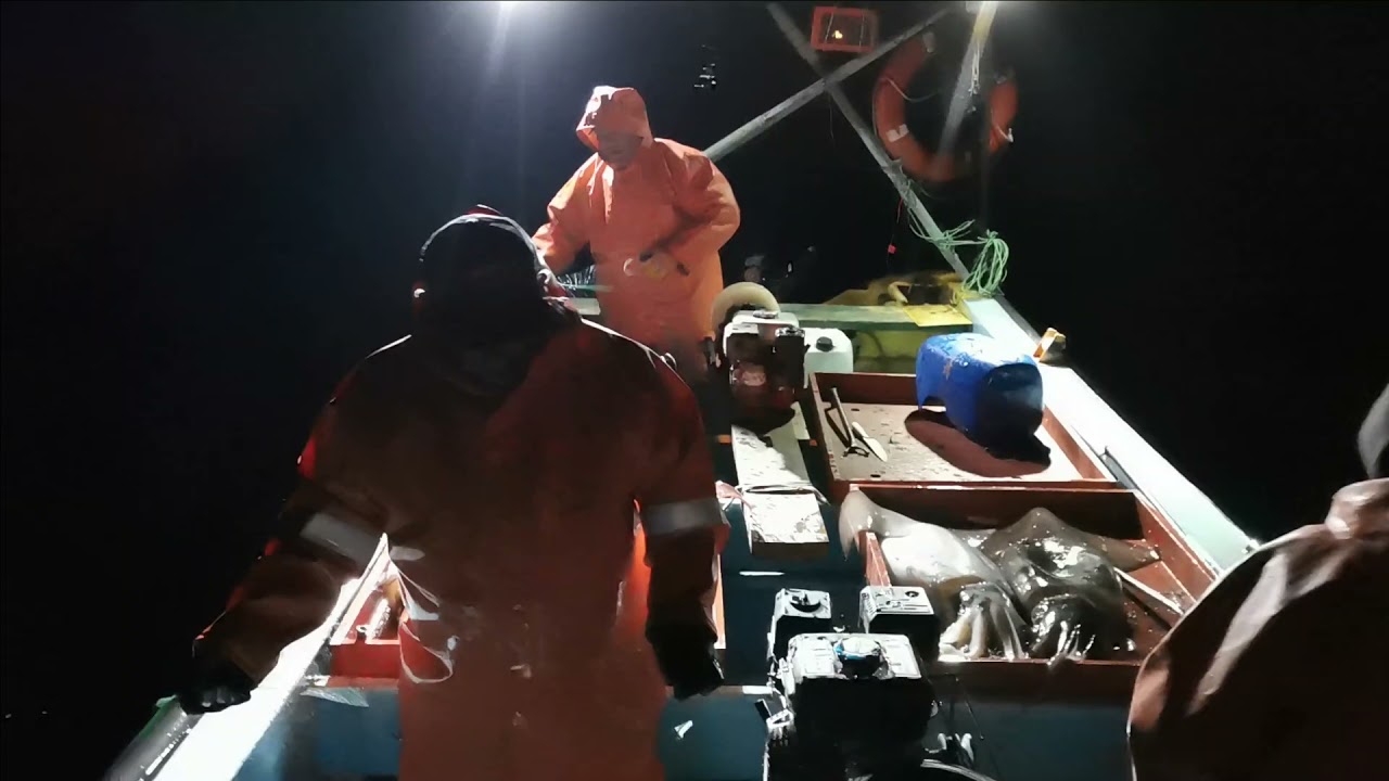 En busca de las Jibias, Quintay 2021.