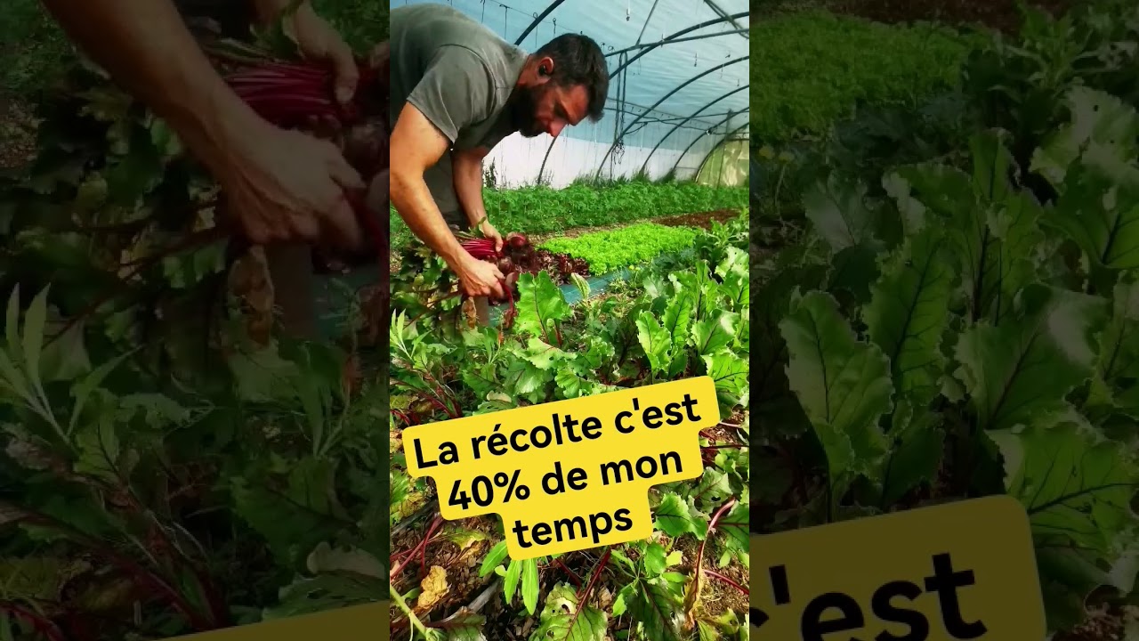 Dans ma micro-ferme la r&eacute;colte me prends deux jours par semaine autant dire 40% de mon temps