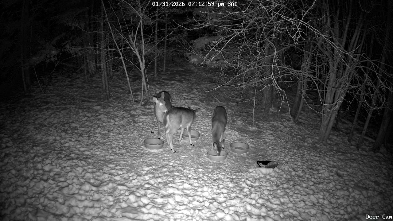 Deer 1-31-2026 7:01 PM