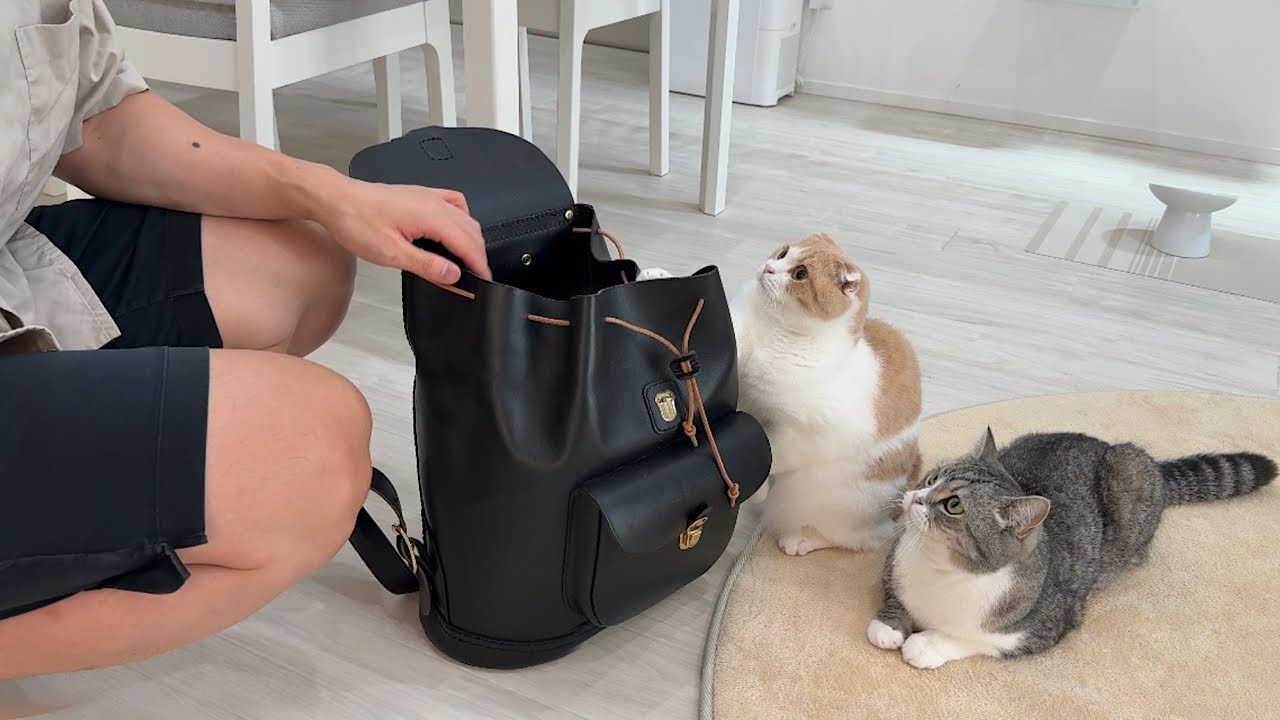 猫たちを家に置いて出張に行こうとしたら寂しくてまさかのこうなっちゃいました&hellip;