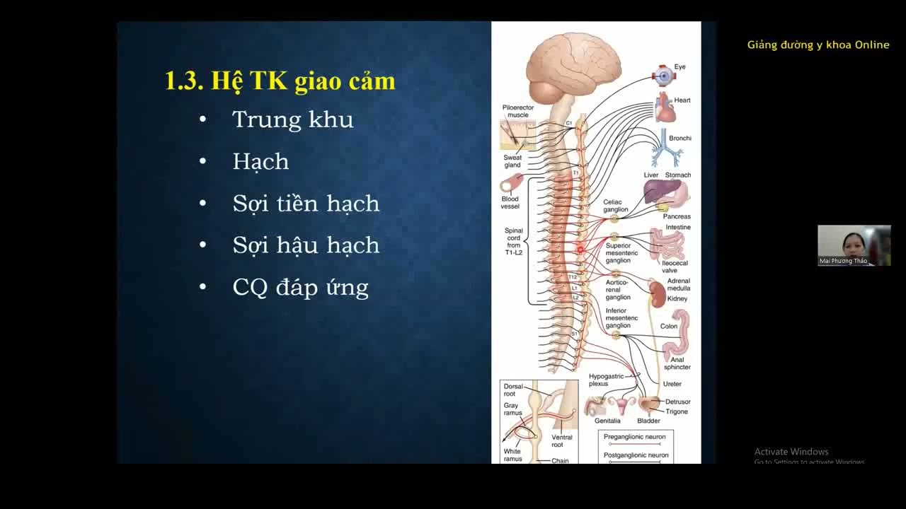 HỆ THẦN KINH TỰ CHỦ (HỆ THẦN KINH THỰC VẬT) | BS. MAI PHƯƠNG THẢO | Ôn thi CKI 2023