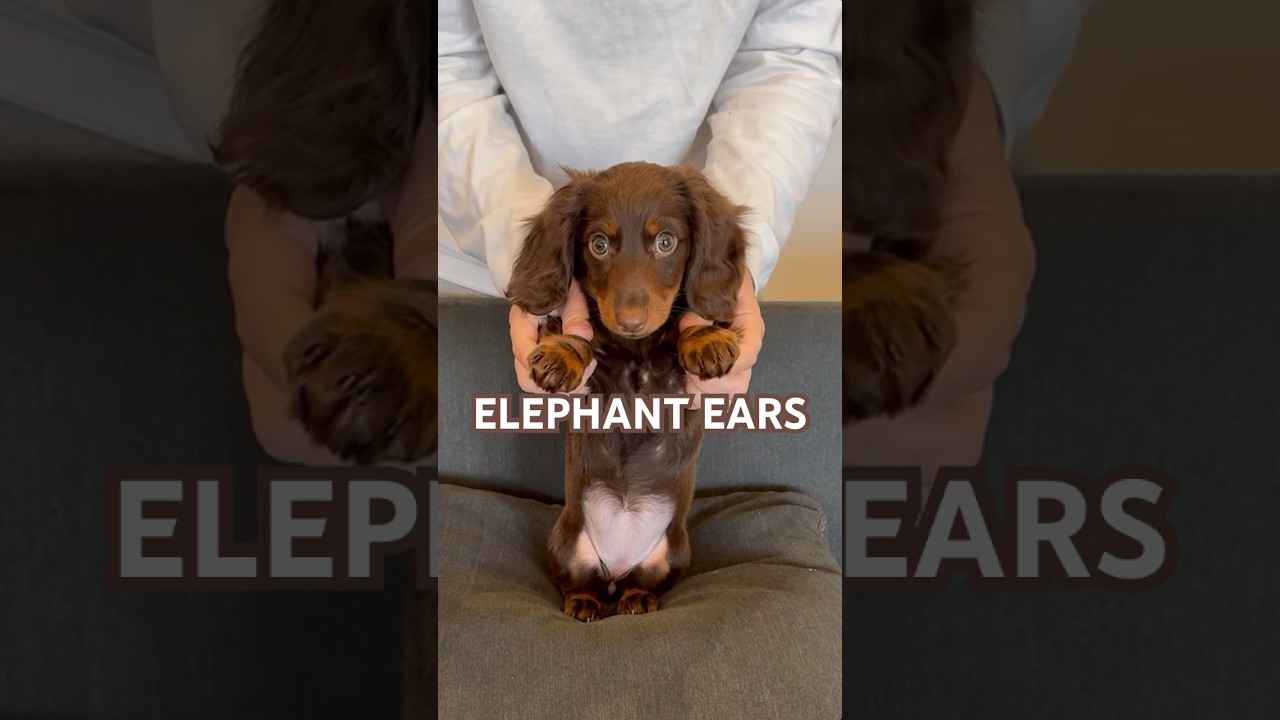 STOMP Like an ELEPHANT #minidachshund #dachshund #puppy #dachshundpuppy #cutepuppy #cutedog #funny