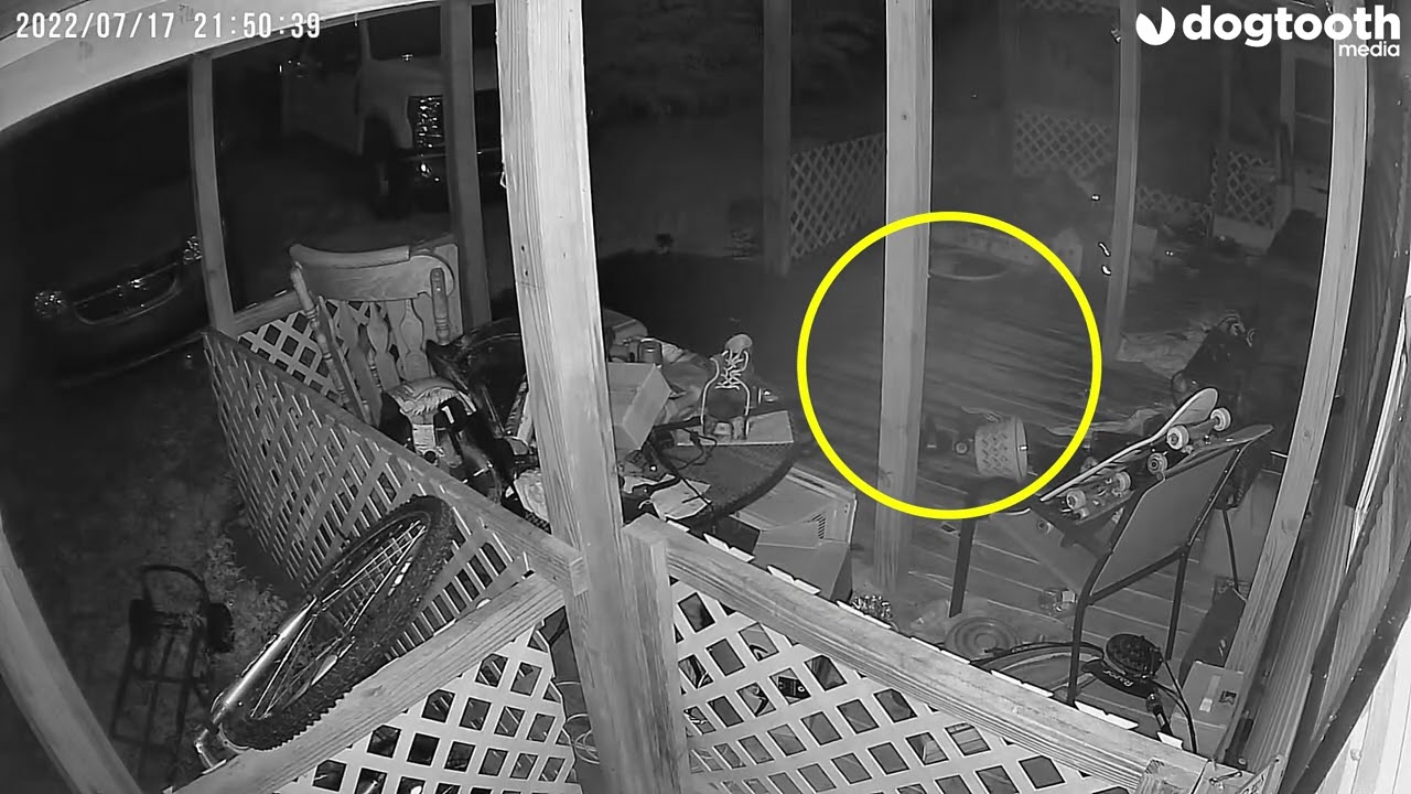 'Ghost Cat' Wanders Across Front Porch || Dogtooth Media