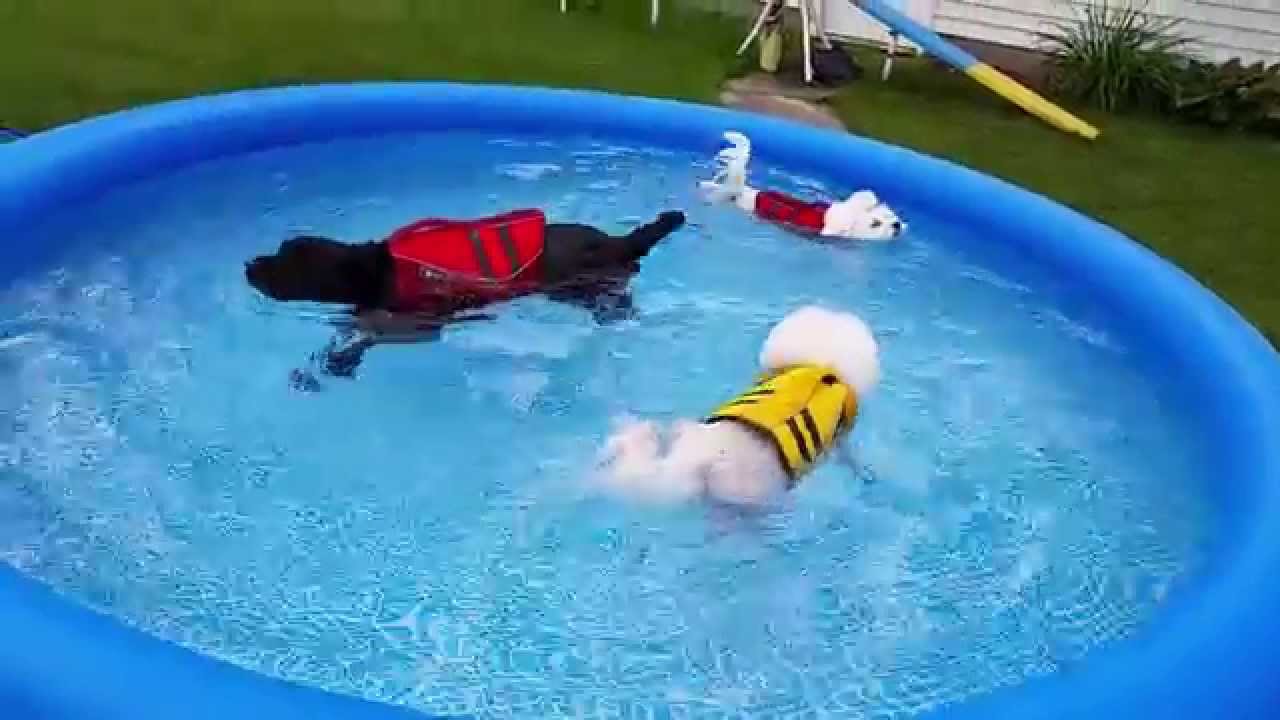 Swimming with Ruffwear K-9 Float-Coat