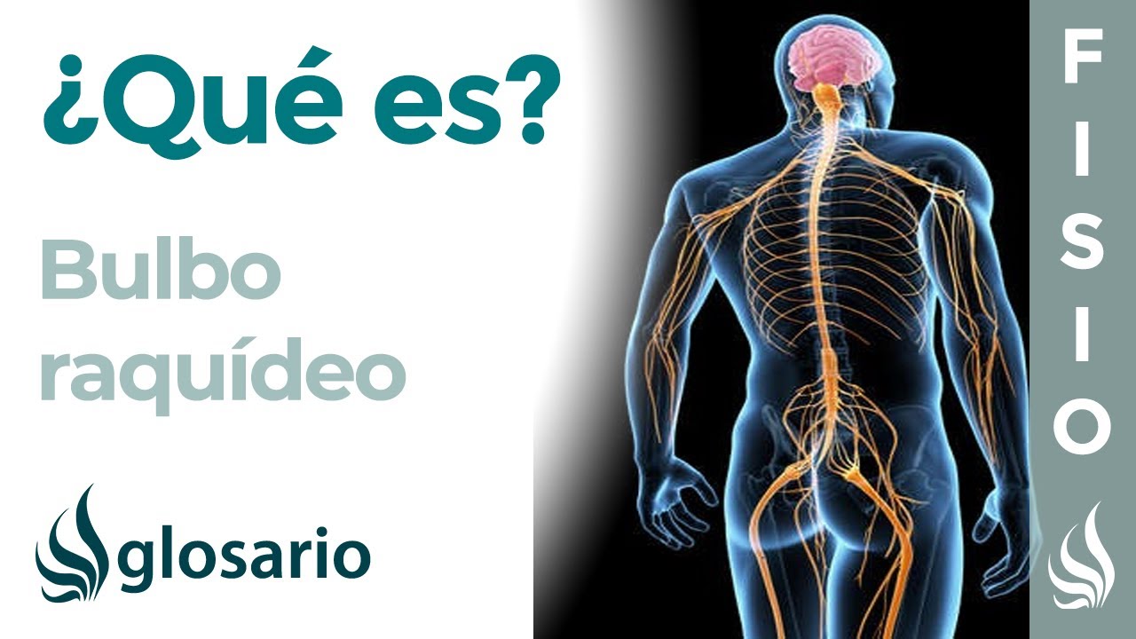 BULBO RAQU&Iacute;DEO | Qu&eacute; es, ubicaci&oacute;n, c&oacute;mo funciona, partes, qu&eacute; controla y lesiones