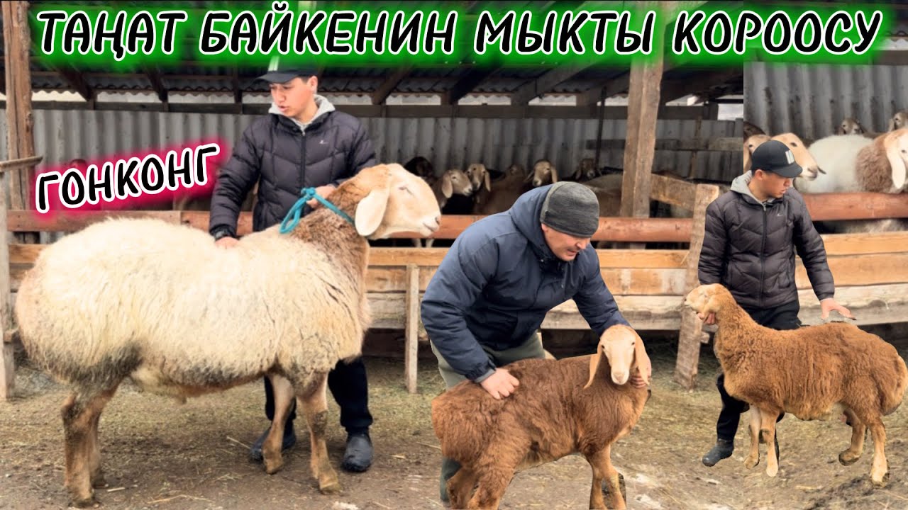 МЫКТЫ КОРООДО, МЫКТЫ КОЧКОРЛОР (ТАҢАТ) 