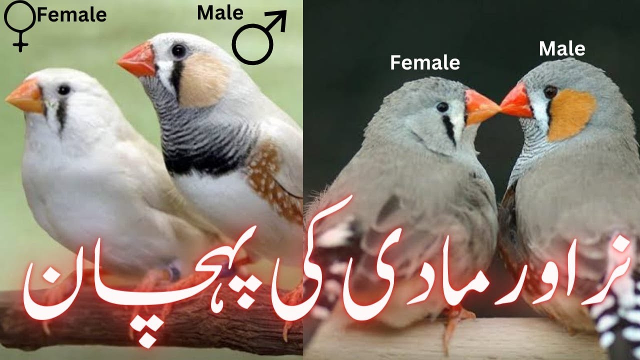 How To Know Male & Female in Zebra Finch | Zebra Finch Gender | Khubaib Pets