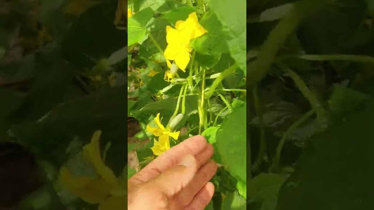 أهم الإجراءات الوقائية السريعة والفعالة علي الزراعات المحمية في حالة إرتفاع الرطوبة الجوية والحرارة