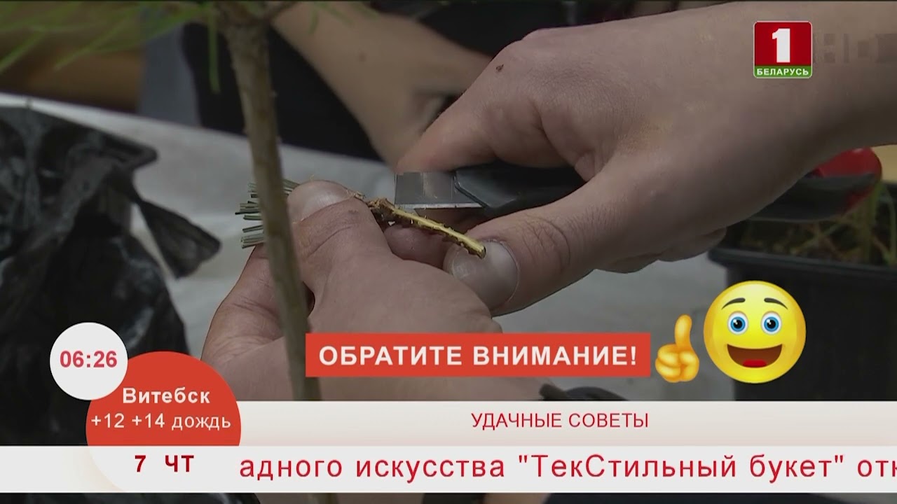 Добрай раніцы, Беларусь. Удачные советы. Прививка хвойных деревьев