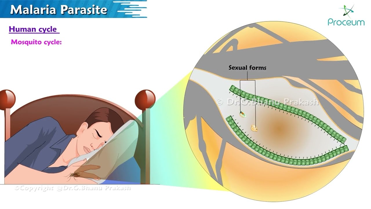 Malaria Parasite Lifecycle Animation🦟 Clinical manifestations, Complications, Diagnosis & Treatment