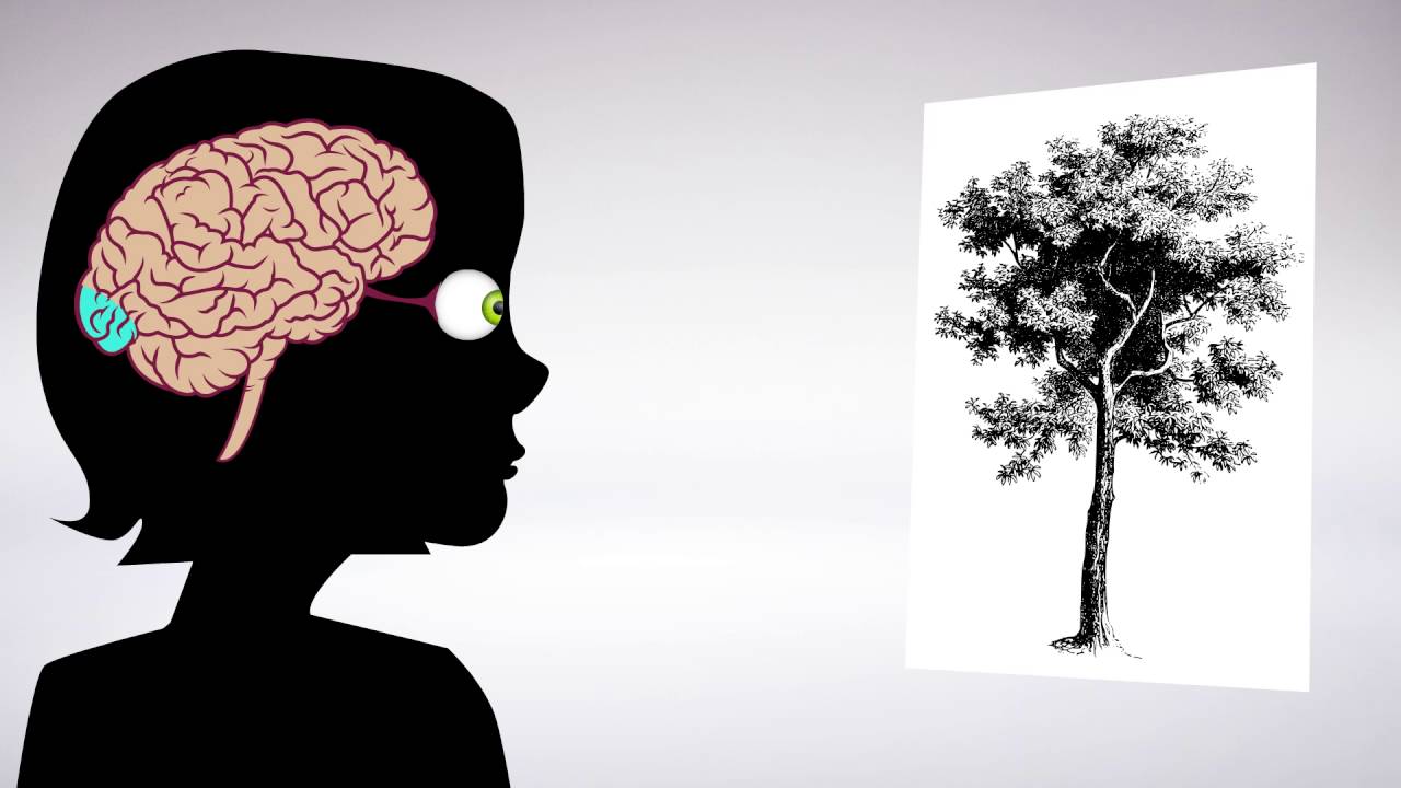 From retina to cortex: An unexpected division of labor.
