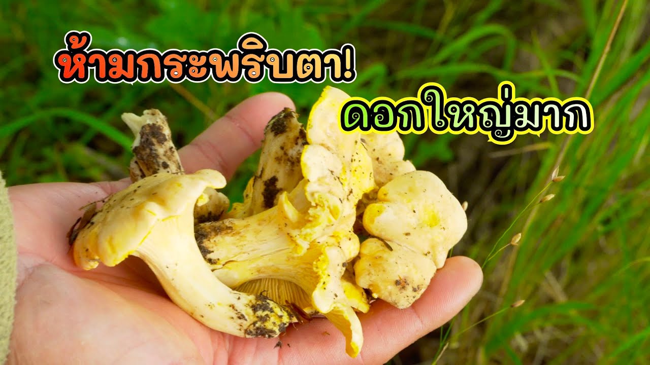 มาจริงจังแล้ว เห็ดมันปูเหลือง ผมก็เก็บชิลเกิน เมนูแกงแซ่บๆ ตำแตงจากสวนอีก อร่อยเว่อ