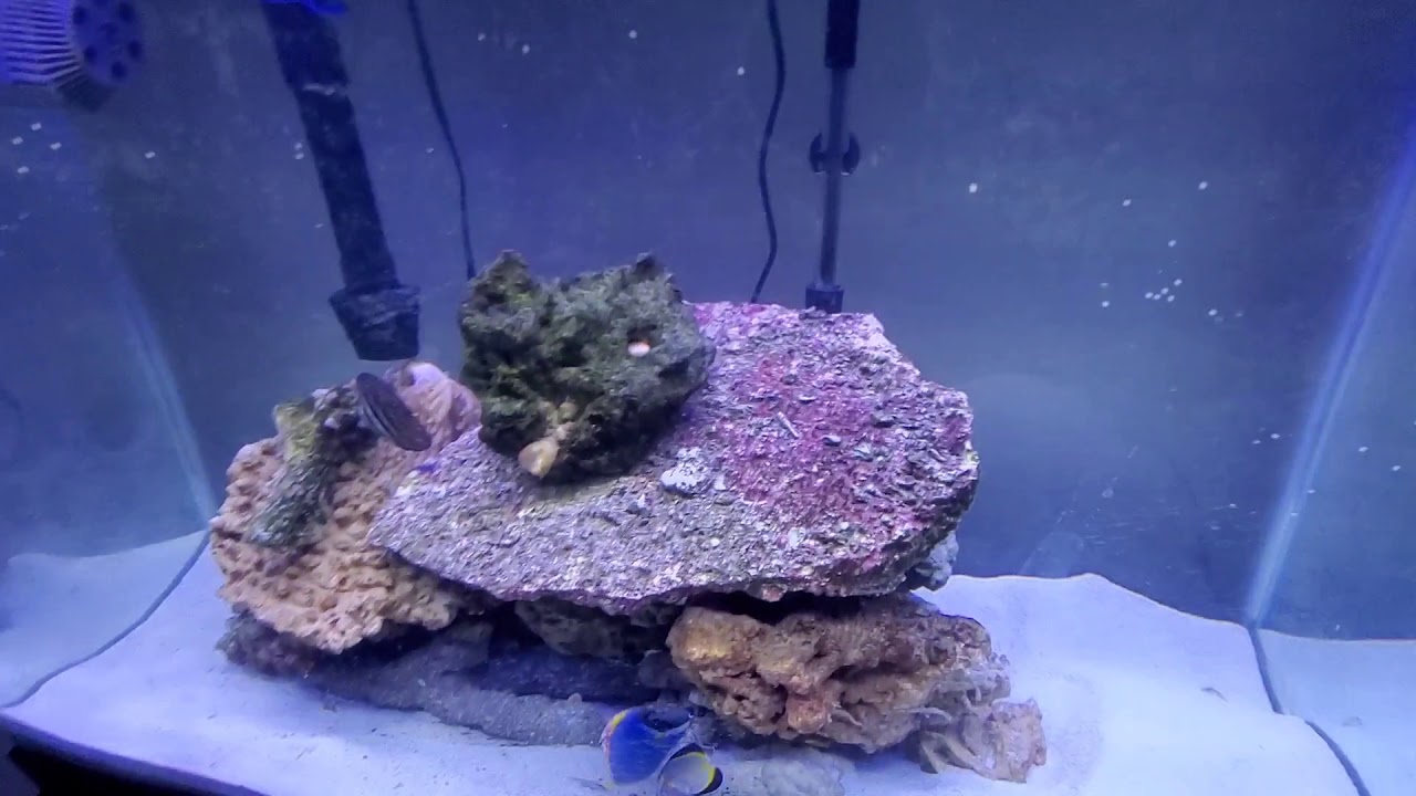 Unboxing a big order from saltwaterfish.com