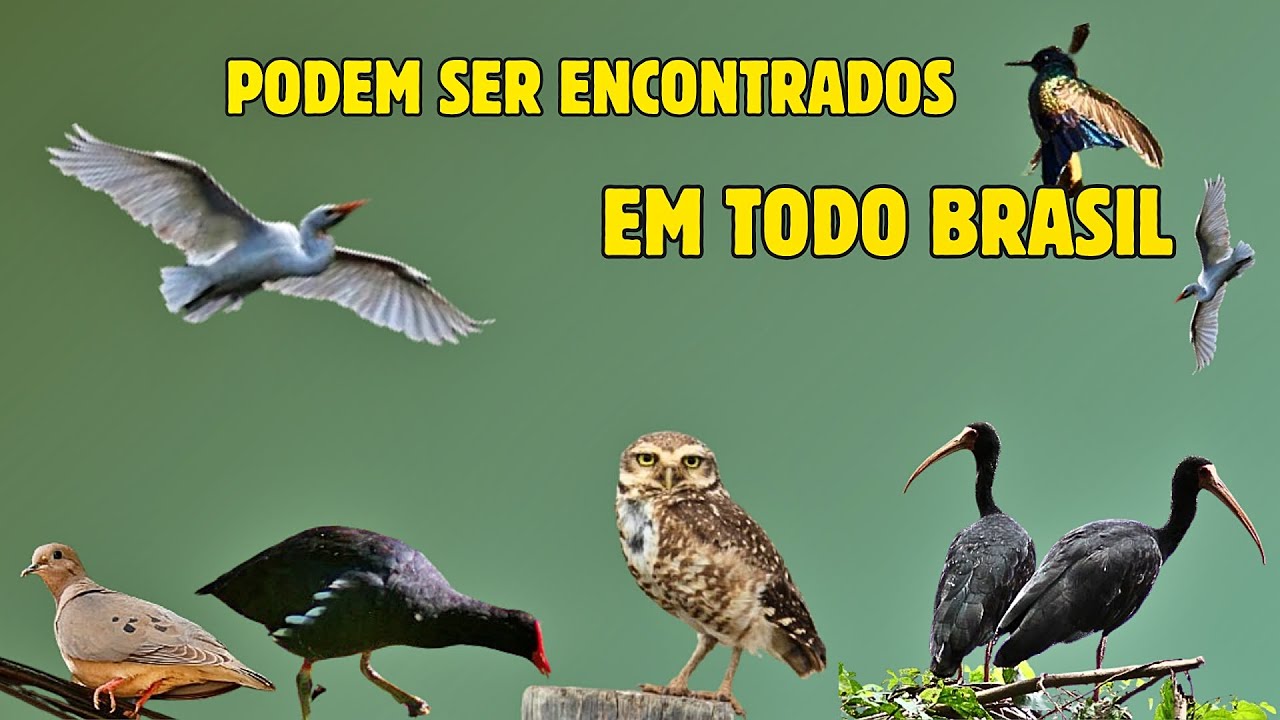 Aves que estão em todo território do Brasil