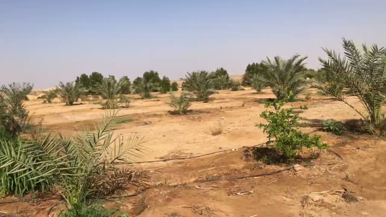 10فدان علي الاسفلت مباشرة نخيل سيوي صعيدي ومجدول للتواصل 01285774769
