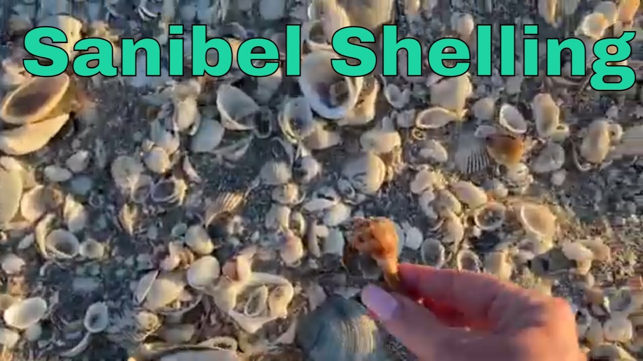 Shelling On Sanibel Island- Huge Shell Pile At The Island Inn