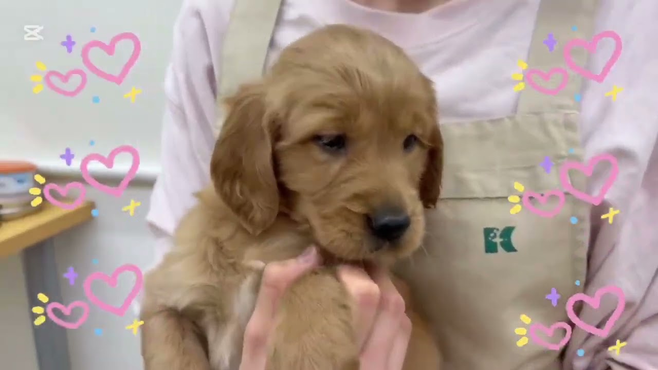 ゴールデンレトリバー×アイリッシュセッターちゃん