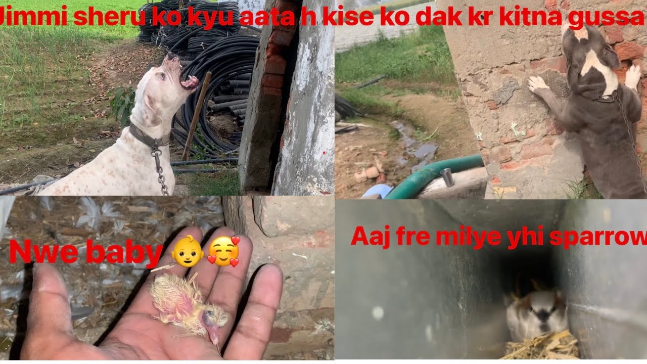 Jimmi sheru kyu karti h sab fer attack 🤔😡nwe baby🐣🥰 pigeon 🕊️aaj fer yhi sparrow 🐦‍⬛🐦‍⬛