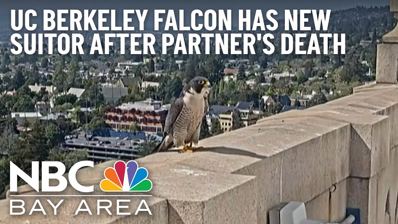 Female Falcon at UC Berkeley Apparently Has New Suitor After Partner's Sudden Death