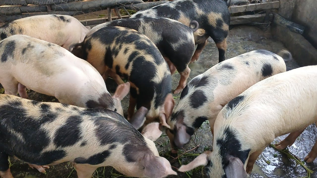Porcos  Caipira Pintado 