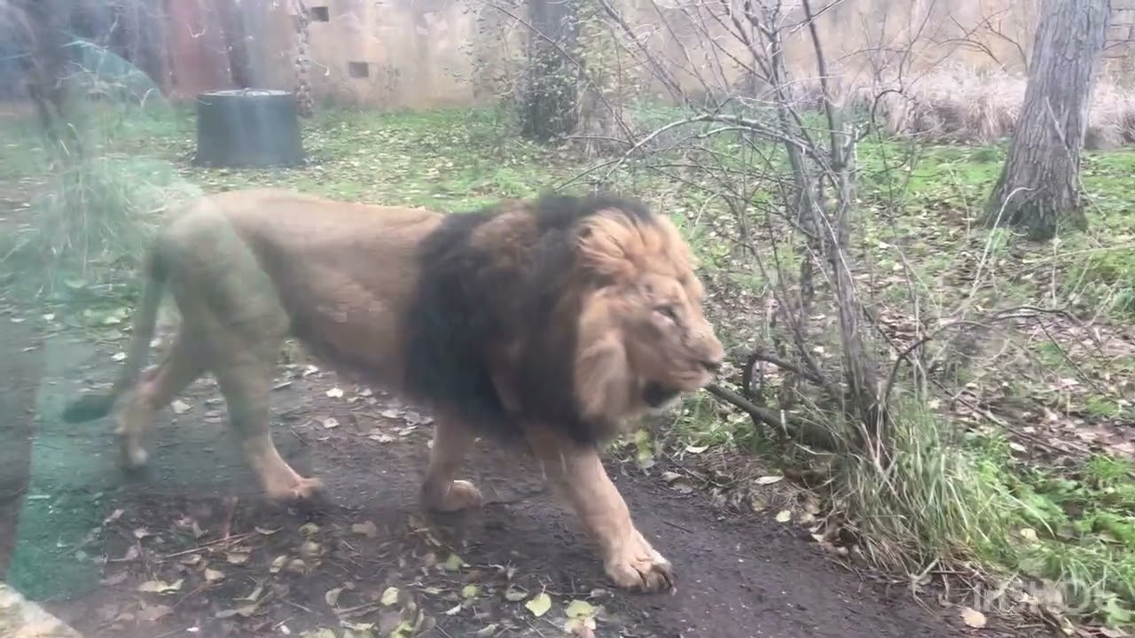 Land of Lions At ZSL London Zoo.Lion Roars#lysafunworld#londonzoo#ZSL