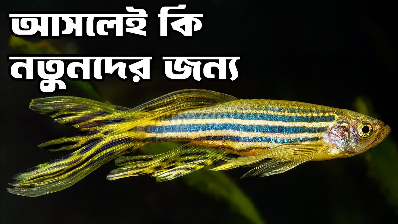 ছোট একুরিয়ামের সেরা মাছ জেব্রা ফিশ ( Zebra Fish care in Bengali ) জেনে নিন সঠিকভাবে পালন করার নিয়ম