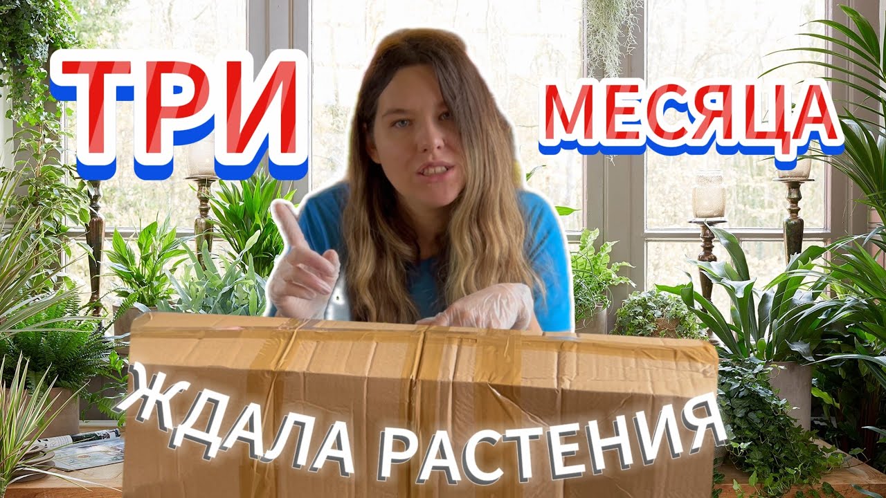 Распаковка большой посылки с растениями/Ожидания и реальность.