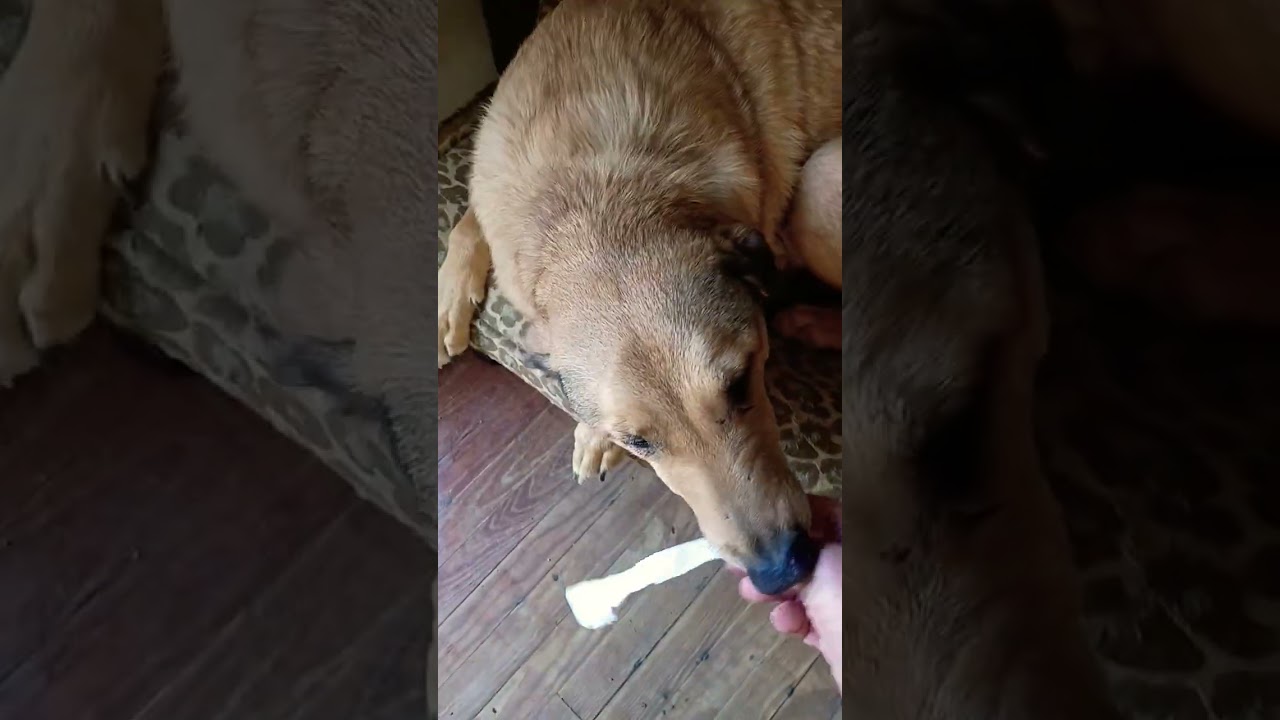 #no dentures for dogs #funny #lifeisbutadream