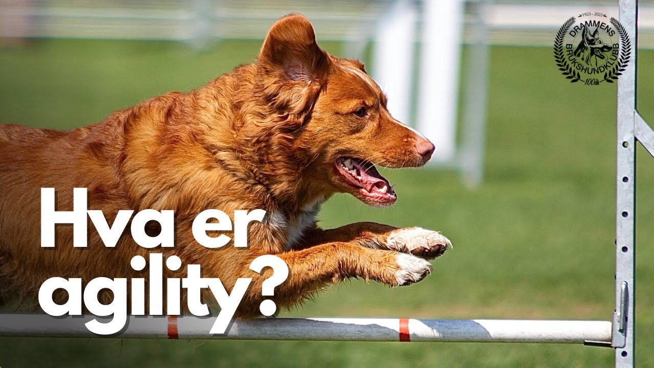 Hva er agility?