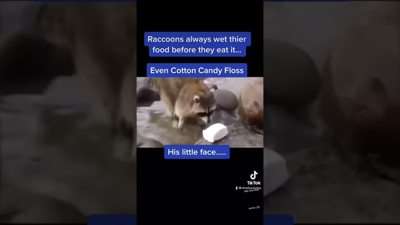 Must have been love - Arr Dannee raccoon TikTok remix 22