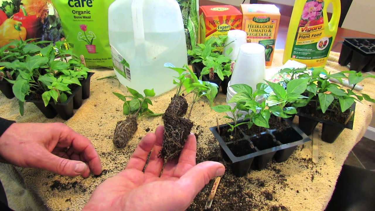 (2 of 9) Growing Tomatoes & Peppers: Acclimation (to Sun), Fertilizing, Cup Transplanting Peppers