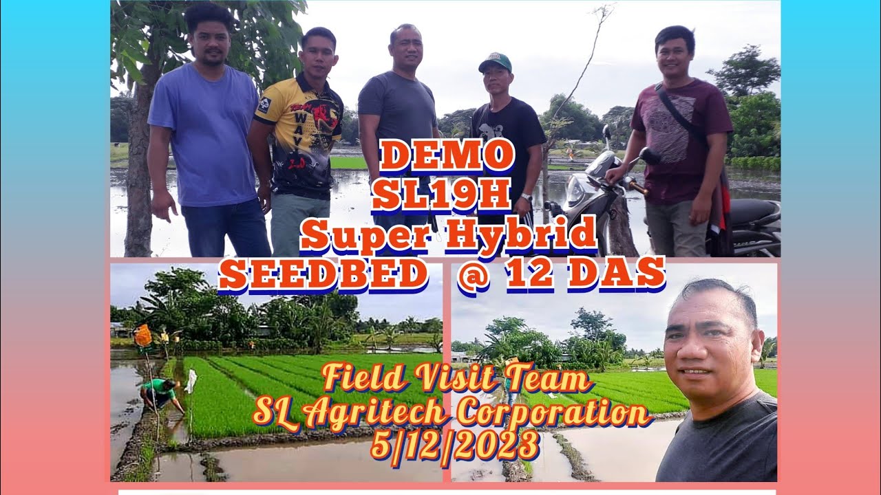 Field Visit SLAC Team SL Agritech Corporation SL19H Super Hybrid @ SeedBed  12 DAS