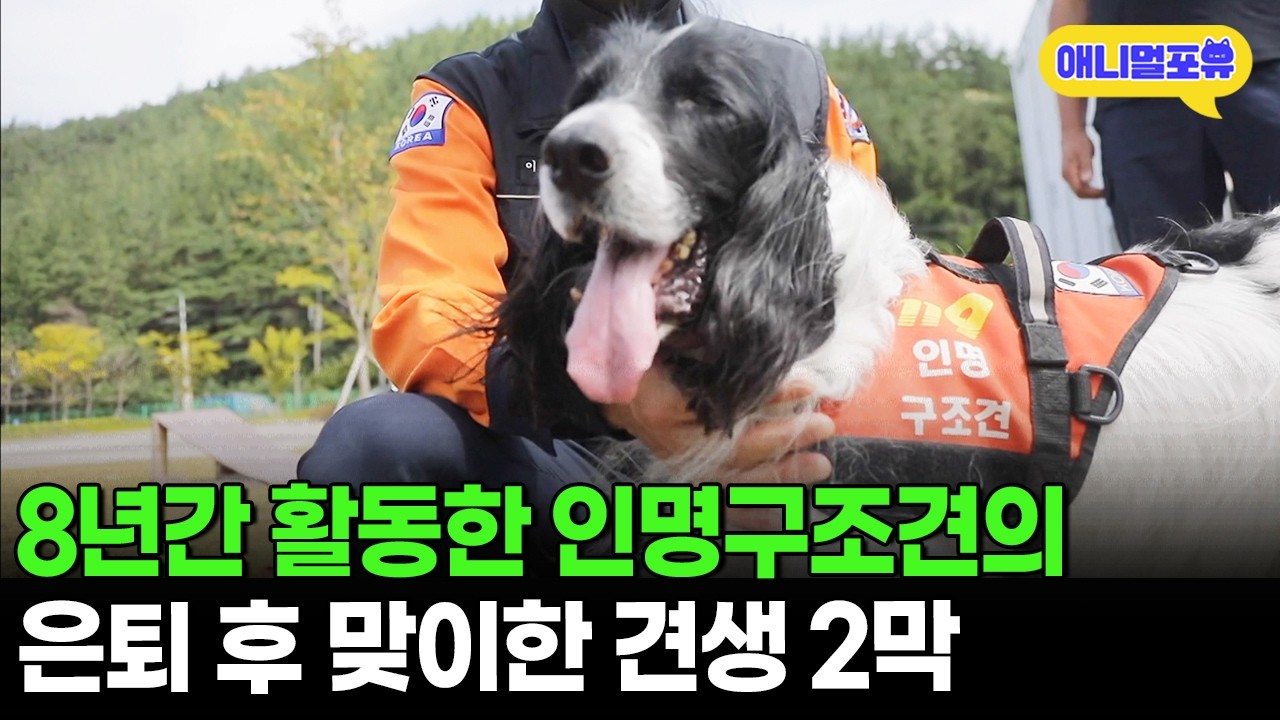 무려 7명의 목숨을 구한 천재 구조견 수안이의 견생 2막 라이프🐶lㅣKBS 동물극장 단짝 221022 방송