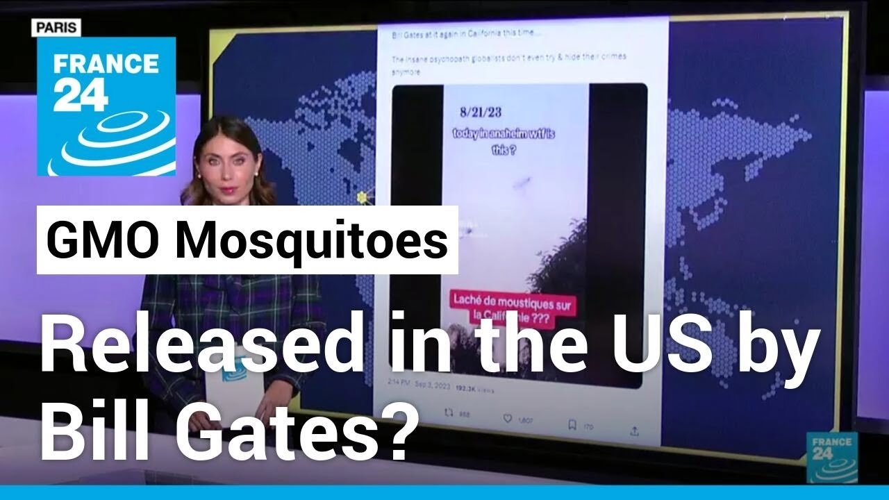 No, these video do not show GMO mosquitoes released in The United States • FRANCE 24 English