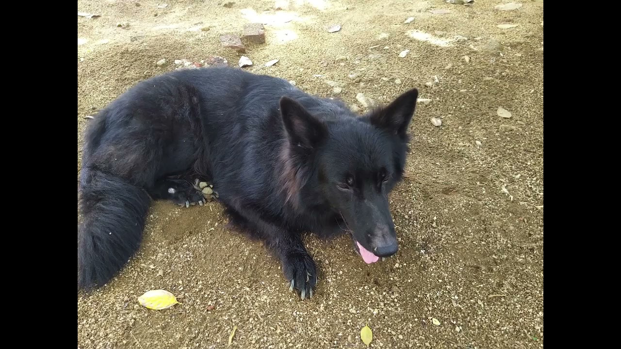 කළු මැණික