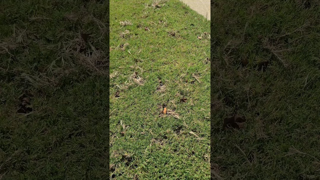 Lawn Damage Cause?