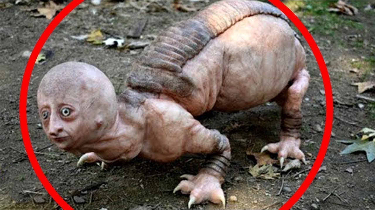 BU HAYVONLAR OLIMLARNI HAYRATGA SOLDI | MUTANT HAYVONLAR | Hayvonot olami | Bu qiziq