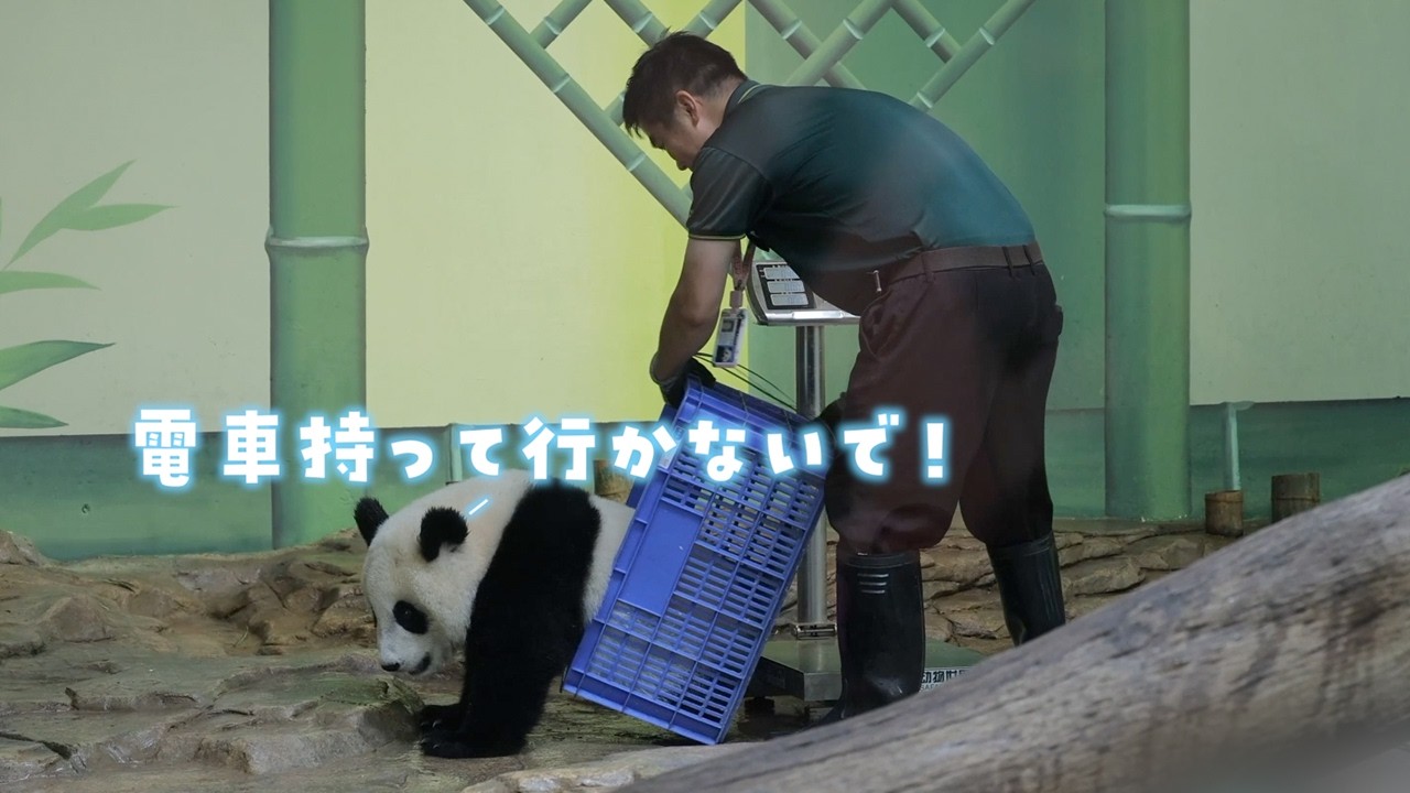 Детеныш панды взвешивается | iPanda Пандовый рай