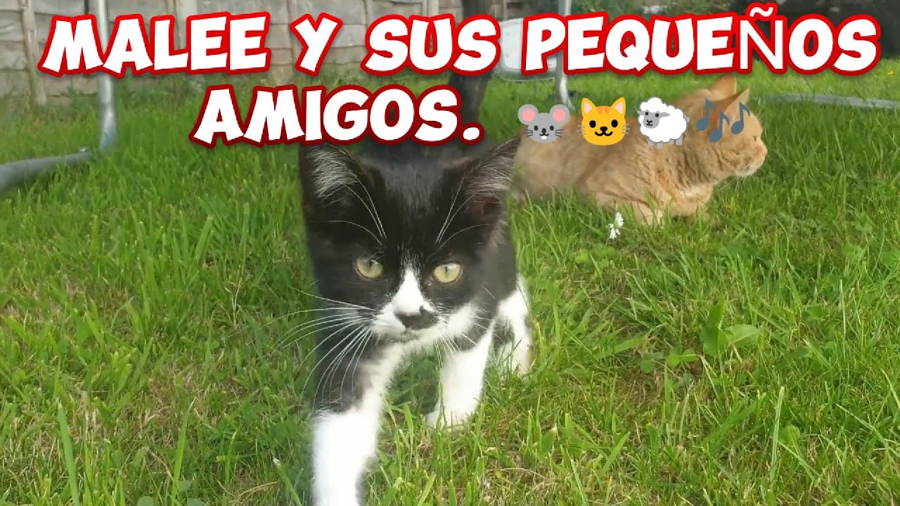 Malee y sus pequeños amigos. 🐭🐱🐑🎶| Canción infantil, gatito, corderito, reales, lindos y traviesos