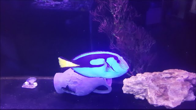 Show Size Blue Hippo Tang (Dori) at Elite Reef of Denver, Colorado